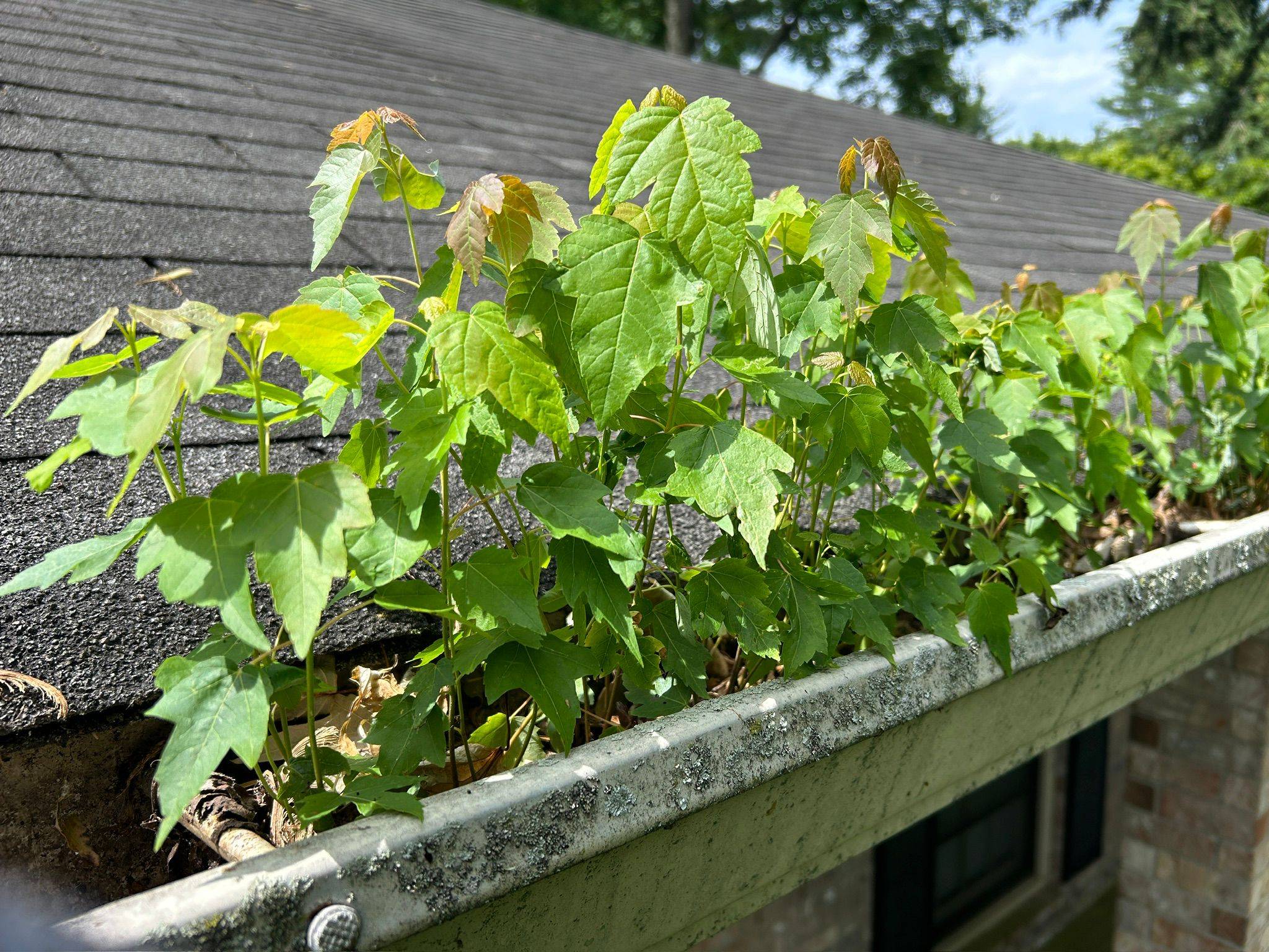 Faith To Victory Gutter Cleaning offers Gutter Cleaning Services in Franklin TN that help to guard homes against water damage. Our expertise includes gutter cleaning, repairs, installs, roof clearing, and gutter guard installation. Our staff guarantees smooth water flow, therefore avoiding expensive damage. We proudly service Franklin, TN, and surrounding areas, providing great care for your house with dependable service and affordable prices. - Veteran owned and operated